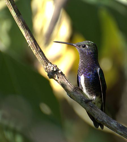 Sapphire-spangled emerald